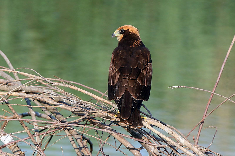 Falco di palude (Circus aeruginosus)
